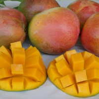 Mango R2E2 fruit