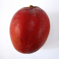 Mango Tommy Atkins