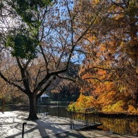 Deciduous but dripping with Maple keys, a stunning feature in Adelaide gardens