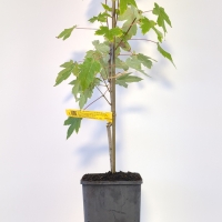 Maple - Jeffersred Autumn Blaze For Sale