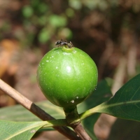 Alibertia edulis compliments of acguanacaste