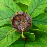 Medlar Dutch Mespilus germanica By H. Zell [GFDL (http://www.gnu.org/copyleft/fdl.html) or CC BY-SA 3.0  (https://creativecommons.org/licenses/by-sa/3.0)], from Wikimedia Commons