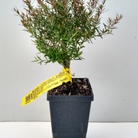 Melaleuca - Claret Tops For Sale (Medium)
