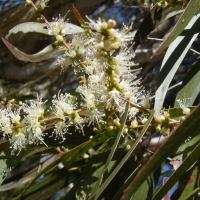 Melaleuca leucadendra compliments of coquette point innisfail