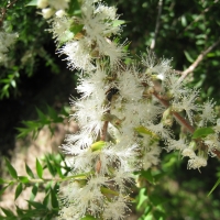 Melaleuca styphelioides Compliments of wikipedia