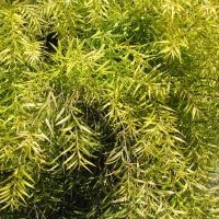 Melaleuca Bracteata Gold compliments of gardens online