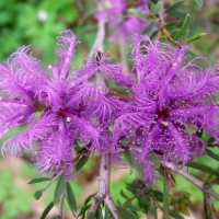 Melaleuca thymifolia compliments of wikipedia