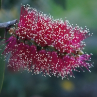 Melaleuca viridiflora