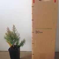 Melaleuca - Claret Tops For Sale (Size: Medium) (Cutting Grown)