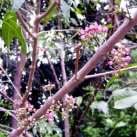 melicope rubra Little Evodia