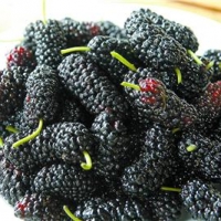 Mulberry  - Black English