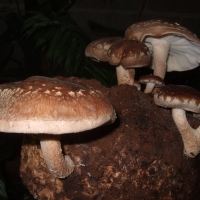 Grow your own Mushrooms