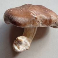 Shiitake Mushroom By DaleysFruit.com.au [All Rights Reserved]