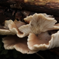 Mushroom Tan Oyster grow kit