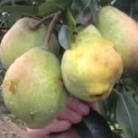 China Pear By DaleysFruit.com.au [All Rights Reserved] From Youtube https://youtu.be/FNmTXnx4uEU