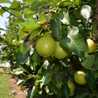 Nashi Pear General Variety By Apple and Pear Australia Ltd [CC BY 2.0 (https://creativecommons.org/licenses/by/2.0/)] From Flickr https://flic.kr/p/jN4hpH