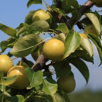 Nashi shinseiki Pear Growing on Fruit Tree By Sage Ross [CC BY-SA 3.0  (https://creativecommons.org/licenses/by-sa/3.0) or GFDL (http://www.gnu.org/copyleft/fdl.html)], from Wikimedia Commons