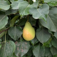 Ripening Ya Li Pears amidst green leaves