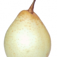 Nashi Ya Li or Japanese Pear By Roger Zenner [CC BY-SA 3.0 (https://creativecommons.org/licenses/by-sa/3.0/)] via Wikimedia Commons