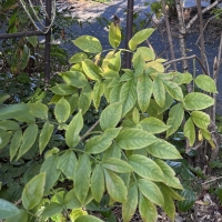 Weeping growth form of the Native Elderberry