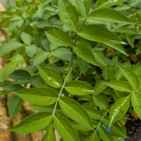 Fresh growth on the Native Elderberry stock