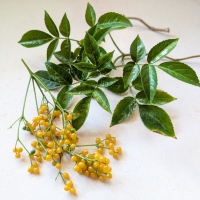 Display of fruit and foliage from Australian Native Elderberry Sambucus australasica