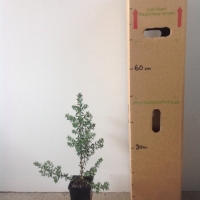 Westringia fruticosa - Native Rosemary For Sale (Size: Medium) (Cutting Grown)