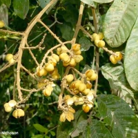 Native tamarind compliments of florabunda bush care
