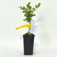 Native Wisteria For Sale