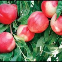 Nectarine Sunny Belle compliments of Plantnet