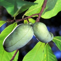 Paw Paw North American Asimina triloba