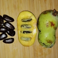 North American Paw Paw ripe cut in half showing the seed size flesh to seed ratio and the colour of the flesh By Marcus [All Rights Reserved, Used By Permission]