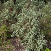 Old Man Saltbush in early Adelaide Witner