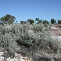 Old Man Saltbush