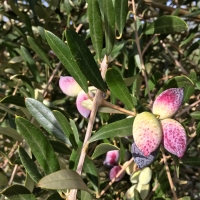 Olive barnea Compliments of Australis Plants