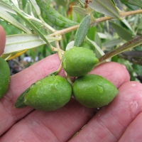 Olive General Picture on Tree Not exact Variety By Forest and Kim Starr [CC BY 2.0 (https://creativecommons.org/licenses/by/2.0/)] From Flickr https://flic.kr/p/Ec75vJ