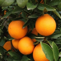 Orange Navelate compliments of alibaba