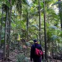 Walking through Bangalow Palms in the Border Ranges national park in Australia