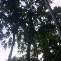 Botanical Gardens Brisbane Cabbage Palm
