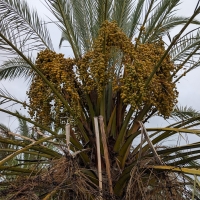 Khadrawy Date Palm frutiing well in South Australia Riverland