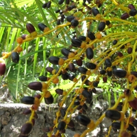 Dwarf Date Palm compliments of Hawaii Landscapes
