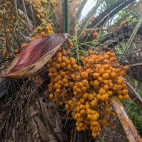Prolific Jelly Palm fruiting spathe 