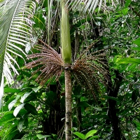 Acai Jucara fruiting