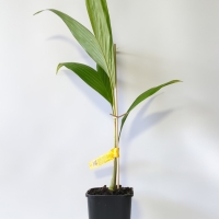 Palm - Peach For Sale