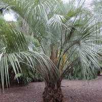 Palm Wooly Jelly Palm Butia eriospatha