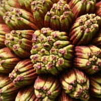 Close up of immature Pandanus Tectorius fruit By DaleysFruit.com.au [All Rights Reserved]
