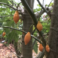 Oak Leaf Papaya Fruit By DaleysFruit.com.au [All Rights Reserved]