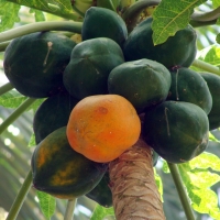 Papaya Fruit on Tree By sarangib [CC0 1.0 (https://creativecommons.org/publicdomain/zero/1.0/deed.en)] From Pixabay