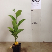 Passionfruit Hawaiian For Sale Super Tube