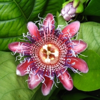 Passionfruit - sweet lilikoi - flower By DaleysFruit.com.au [All Rights Reserved]